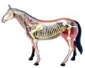 Анатомическая модель 4D Master Лошадь