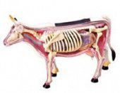 Анатомическая модель 4D Master Корова