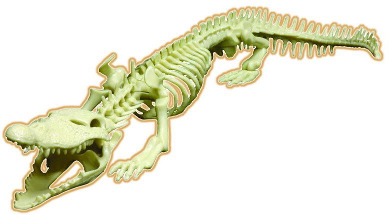 Отделы позвоночника крокодила. Гавиал крокодил скелет. Скелет крокодила. Анатомия крокодила скелет. Скелет крокодила игрушка.