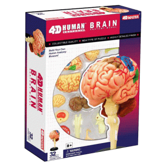 Анатомическая модель 4D Master Мозг человека